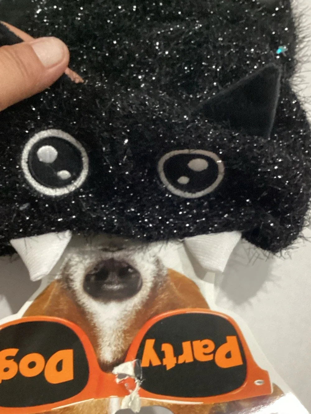 party dog shiny black